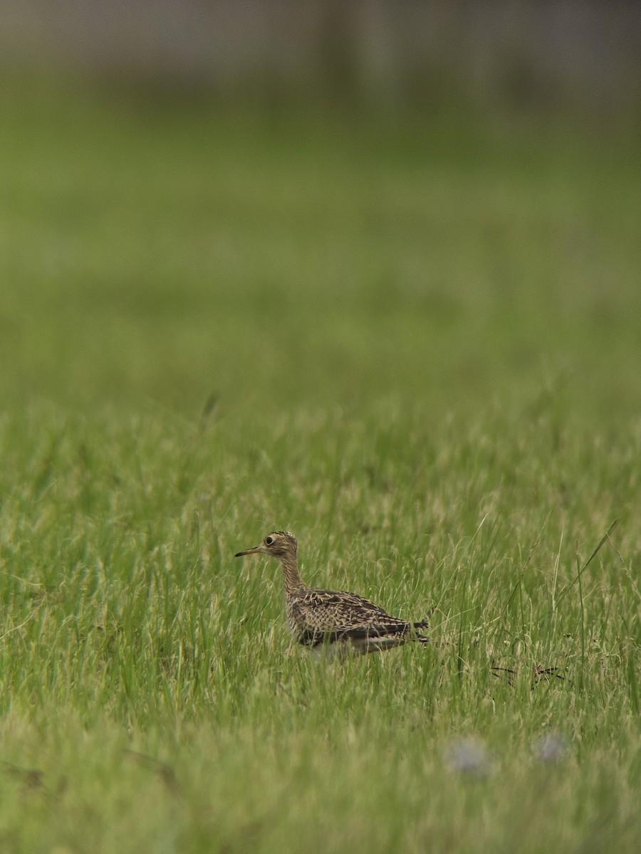 Upland Sandpiper - Justin Alvarado