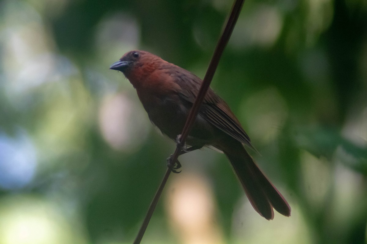 Habia à gorge rouge - ML623287317