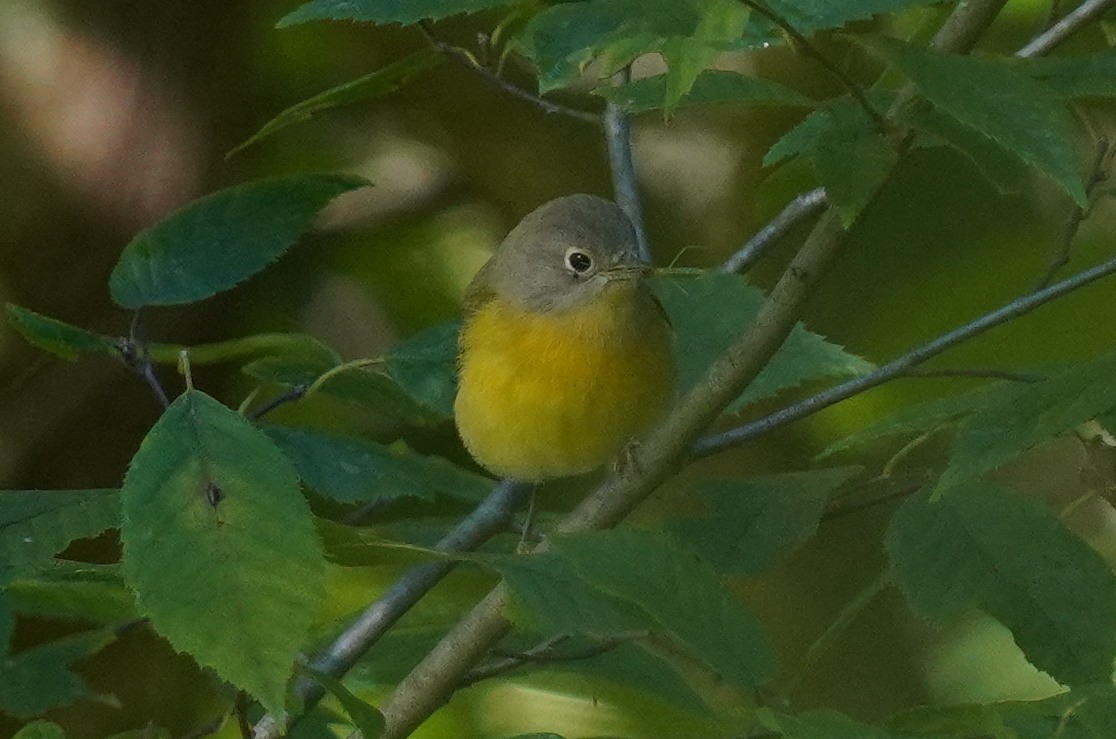 Nashville Warbler - Dennis Mersky