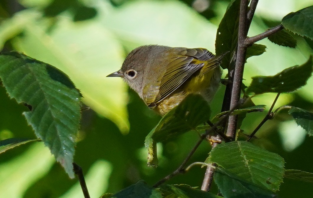 Nashville Warbler - Dennis Mersky