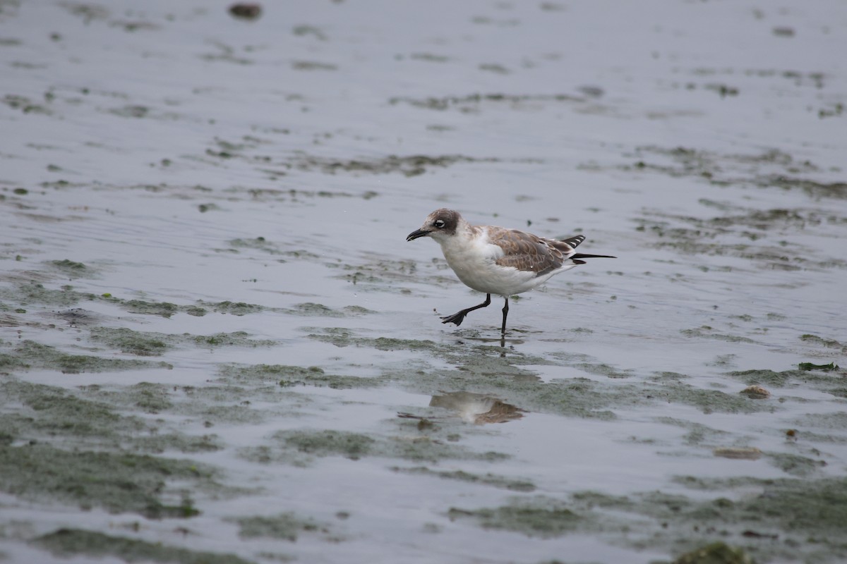 Franklin's Gull - ML623287401