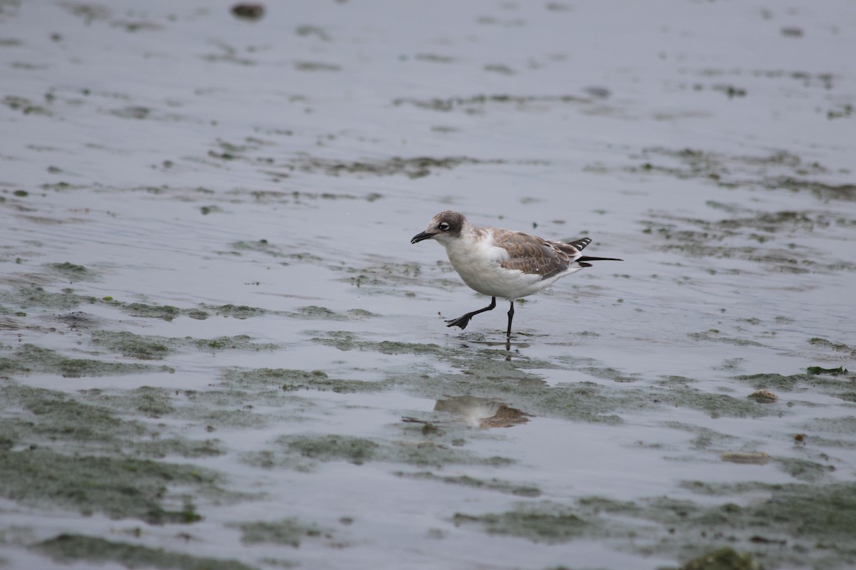 Mouette de Franklin - ML623287401