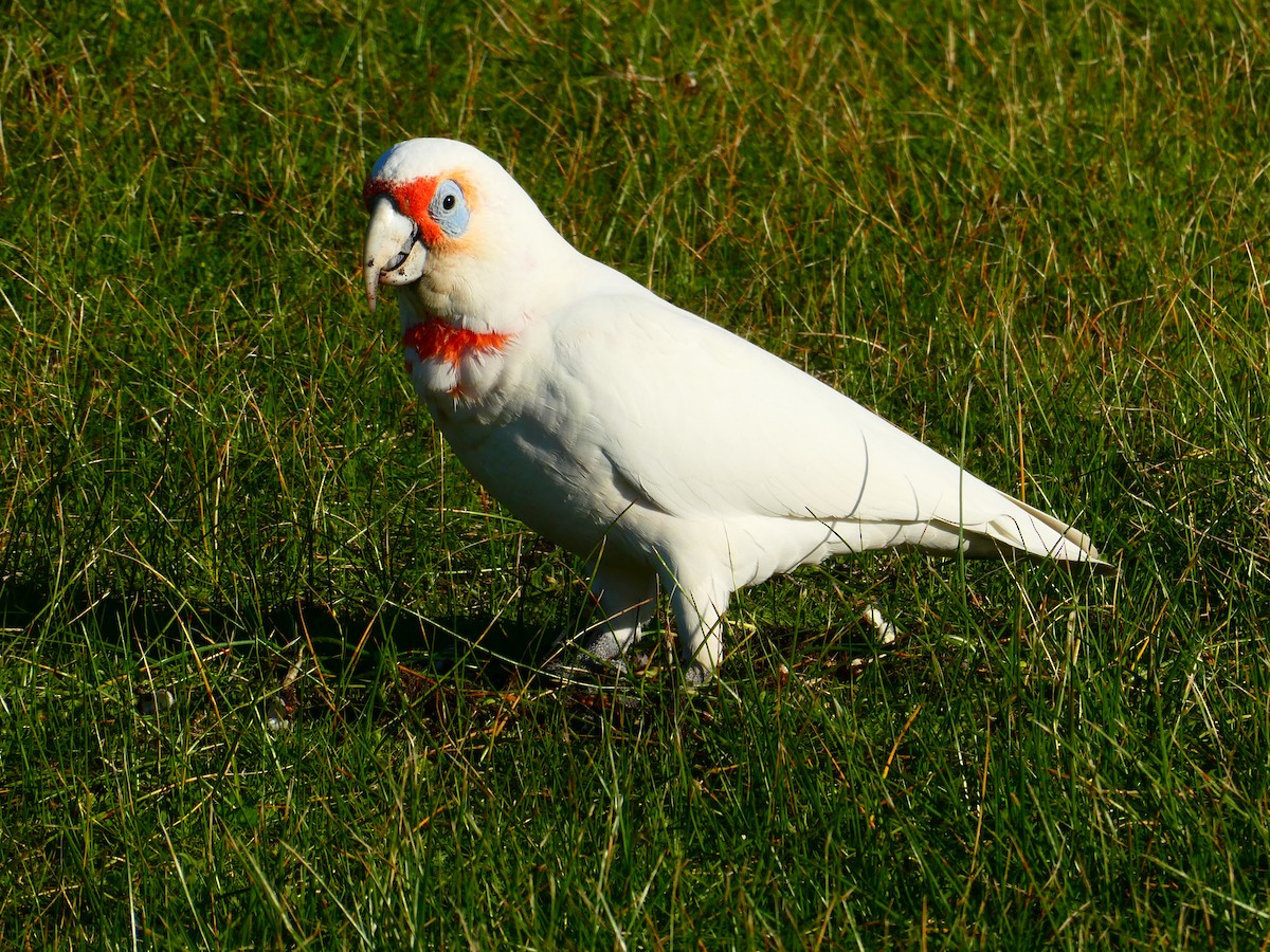 Long-billed Corella - Lev Ramchen