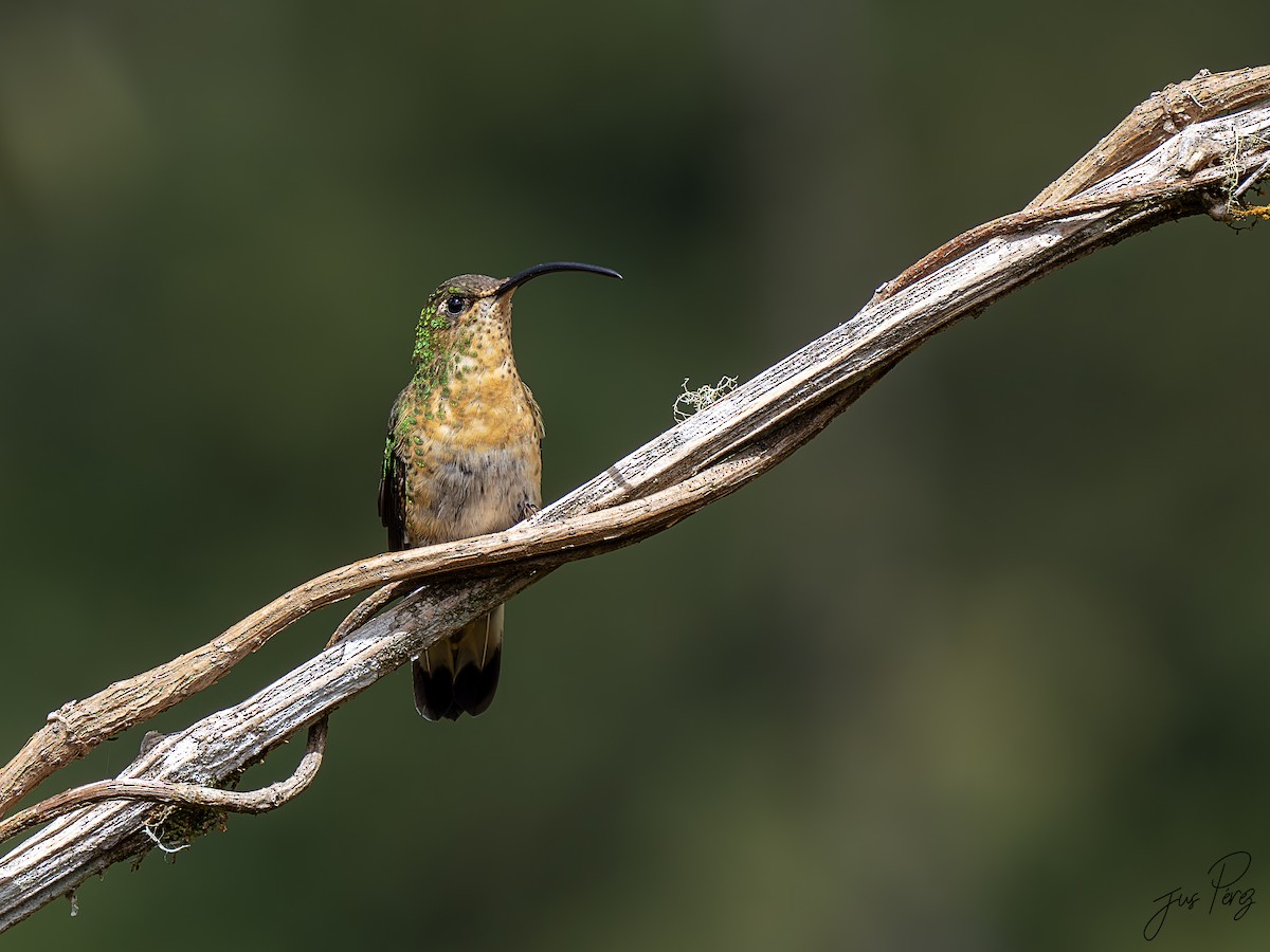 Samtbauchkolibri - ML623287421