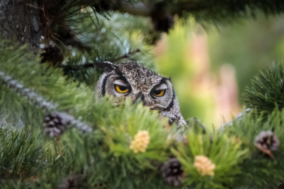 Lesser Horned Owl - ML623287447