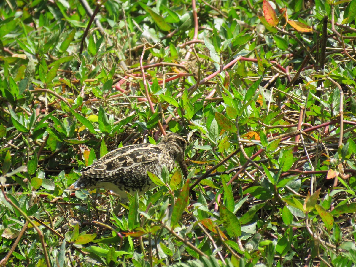 Pantanal Snipe - ML623287685