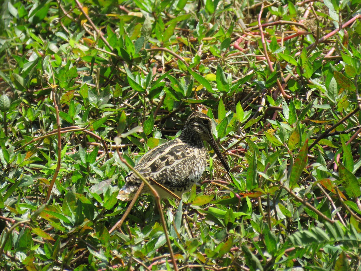 Pantanal Snipe - ML623287686