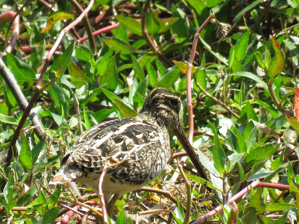 Pantanal Snipe - ML623287705