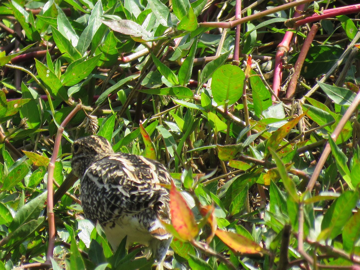 Pantanal Snipe - ML623287706