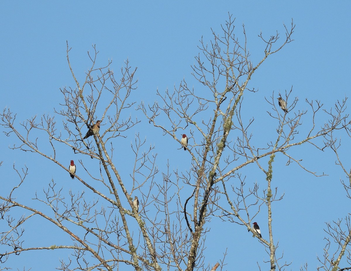 Red-headed Woodpecker - ML623287717