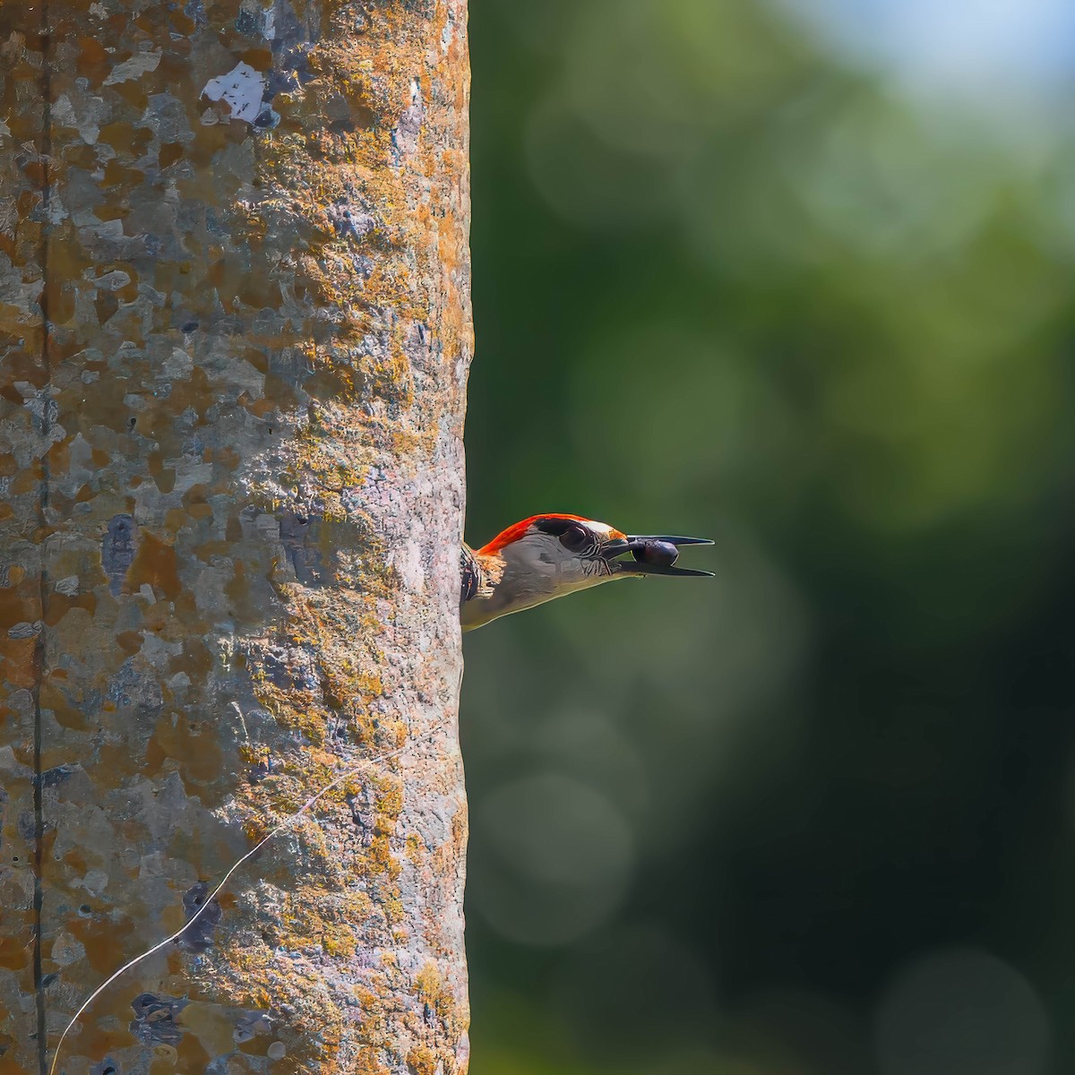 West Indian Woodpecker - Robin Alexander