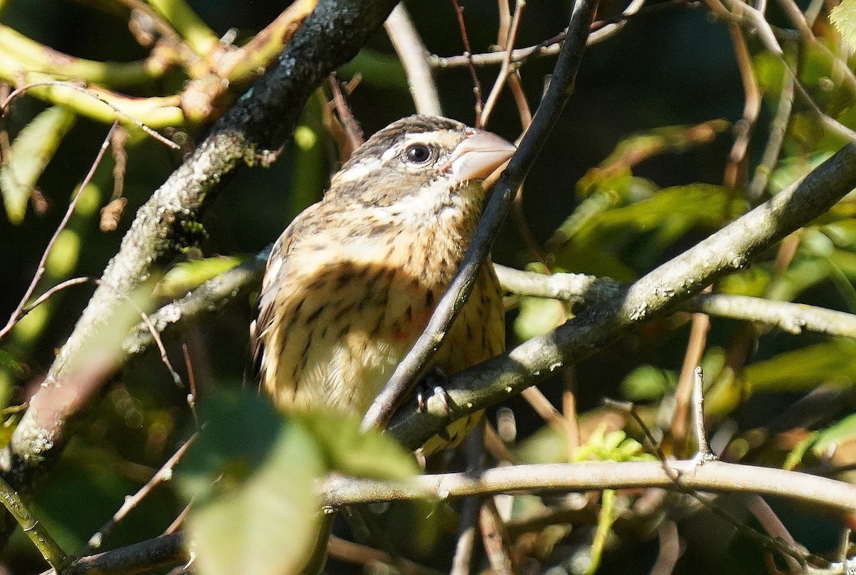 Rose-breasted Grosbeak - ML623287761