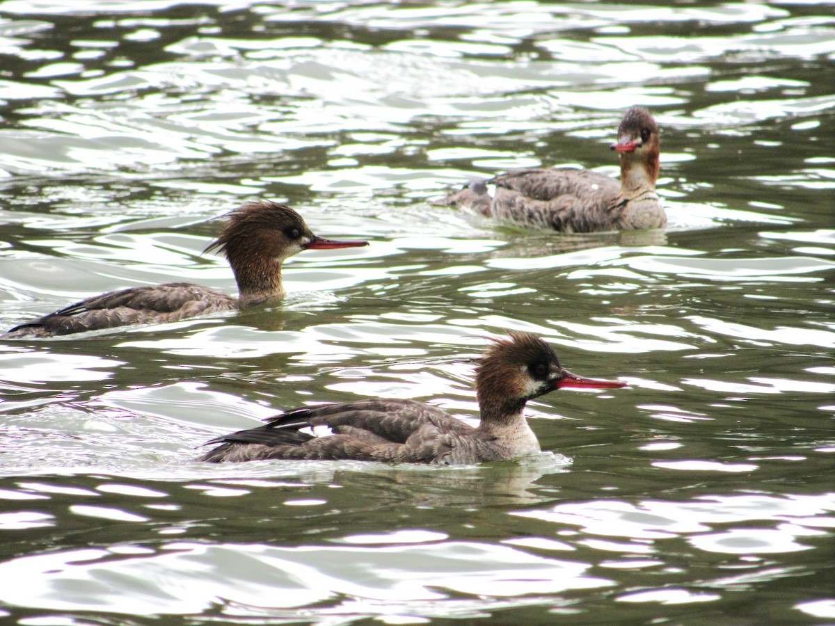 Red-breasted Merganser - ML623287773