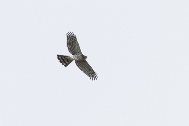 Cooper's Hawk - Tommy Quarles