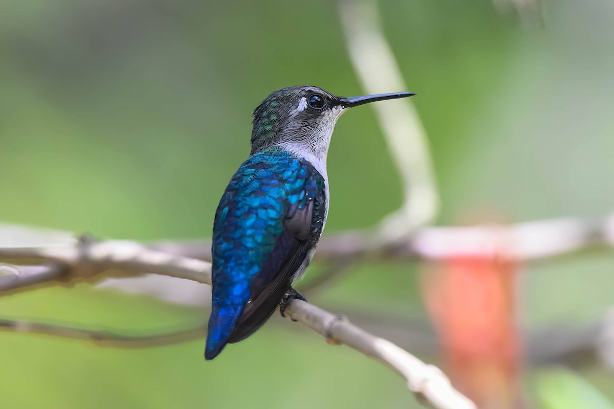 Bee Hummingbird - ML623287780