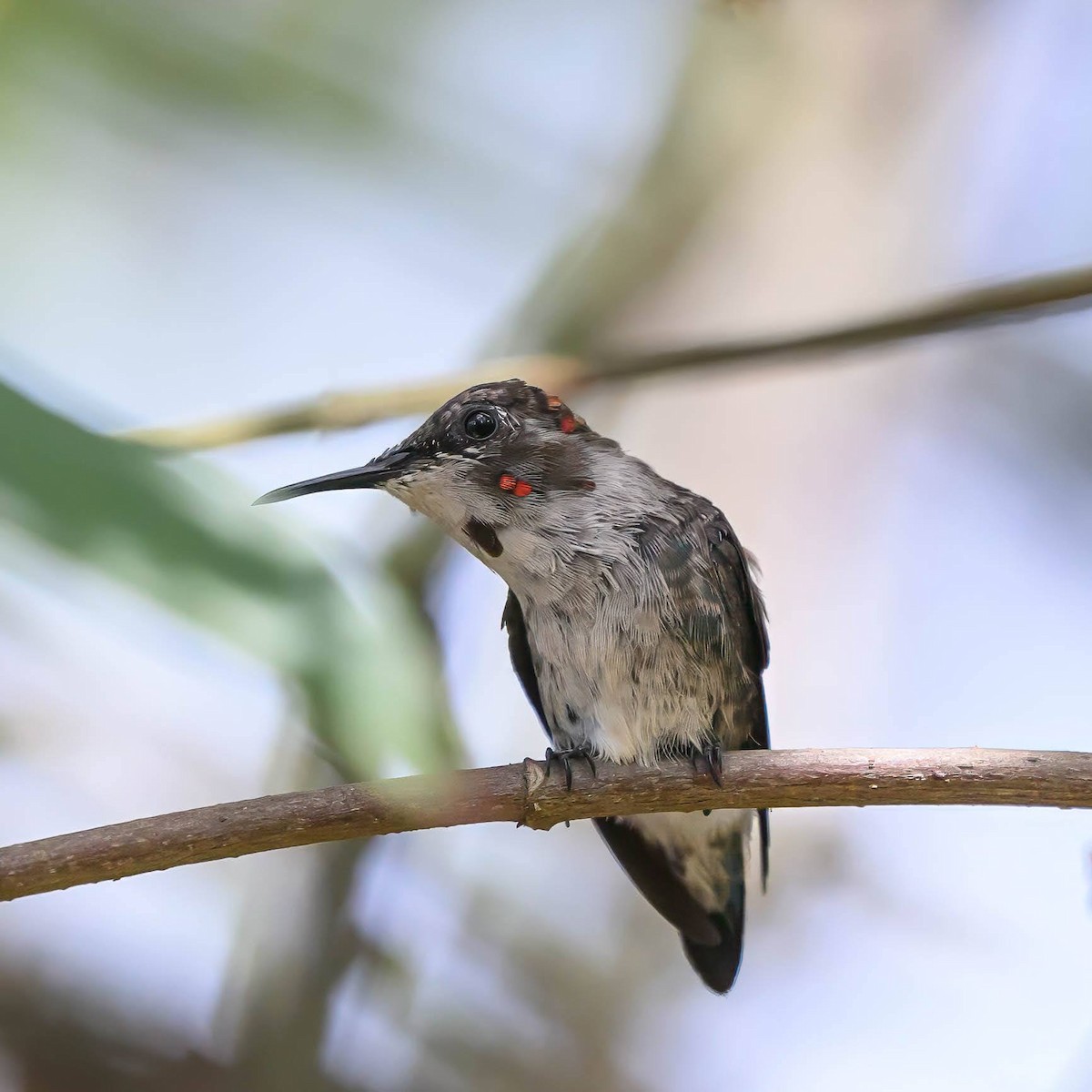 Bee Hummingbird - ML623287781