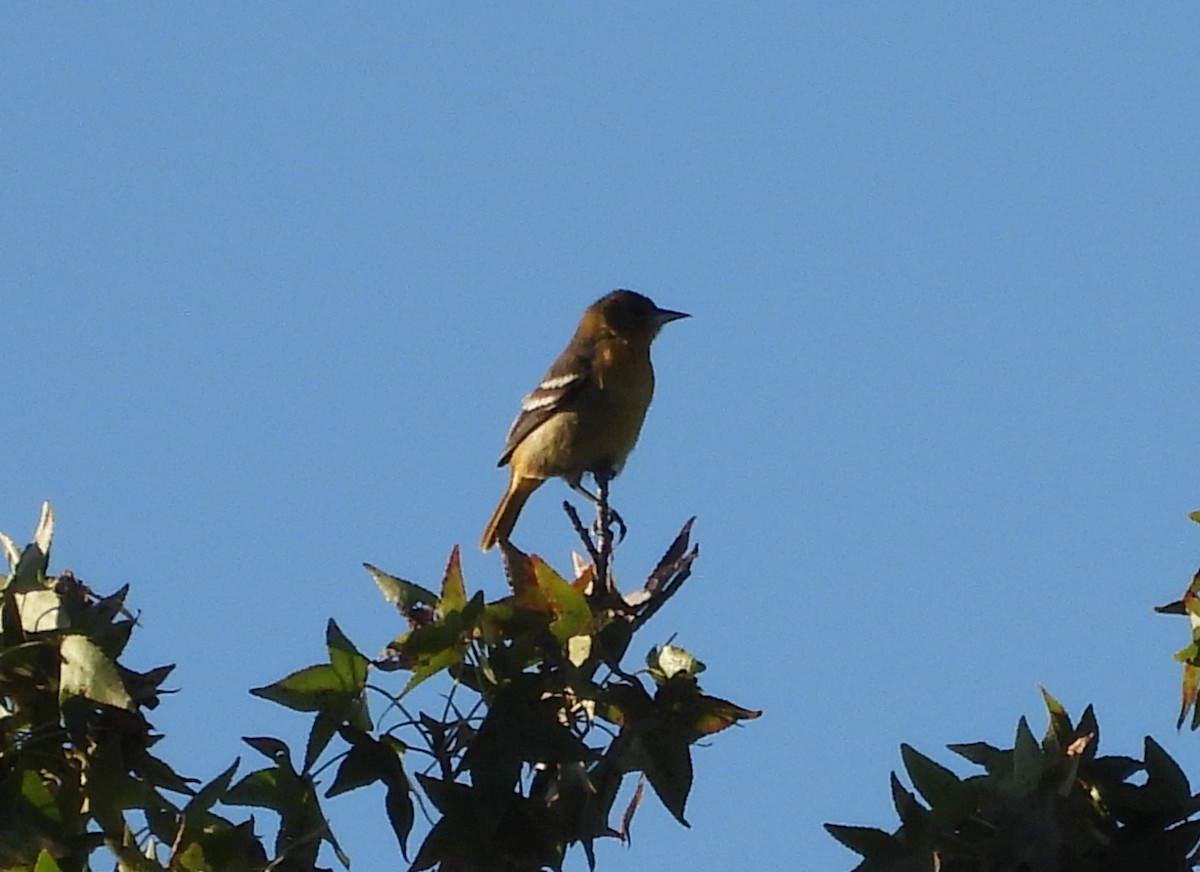Baltimore Oriole - ML623287804
