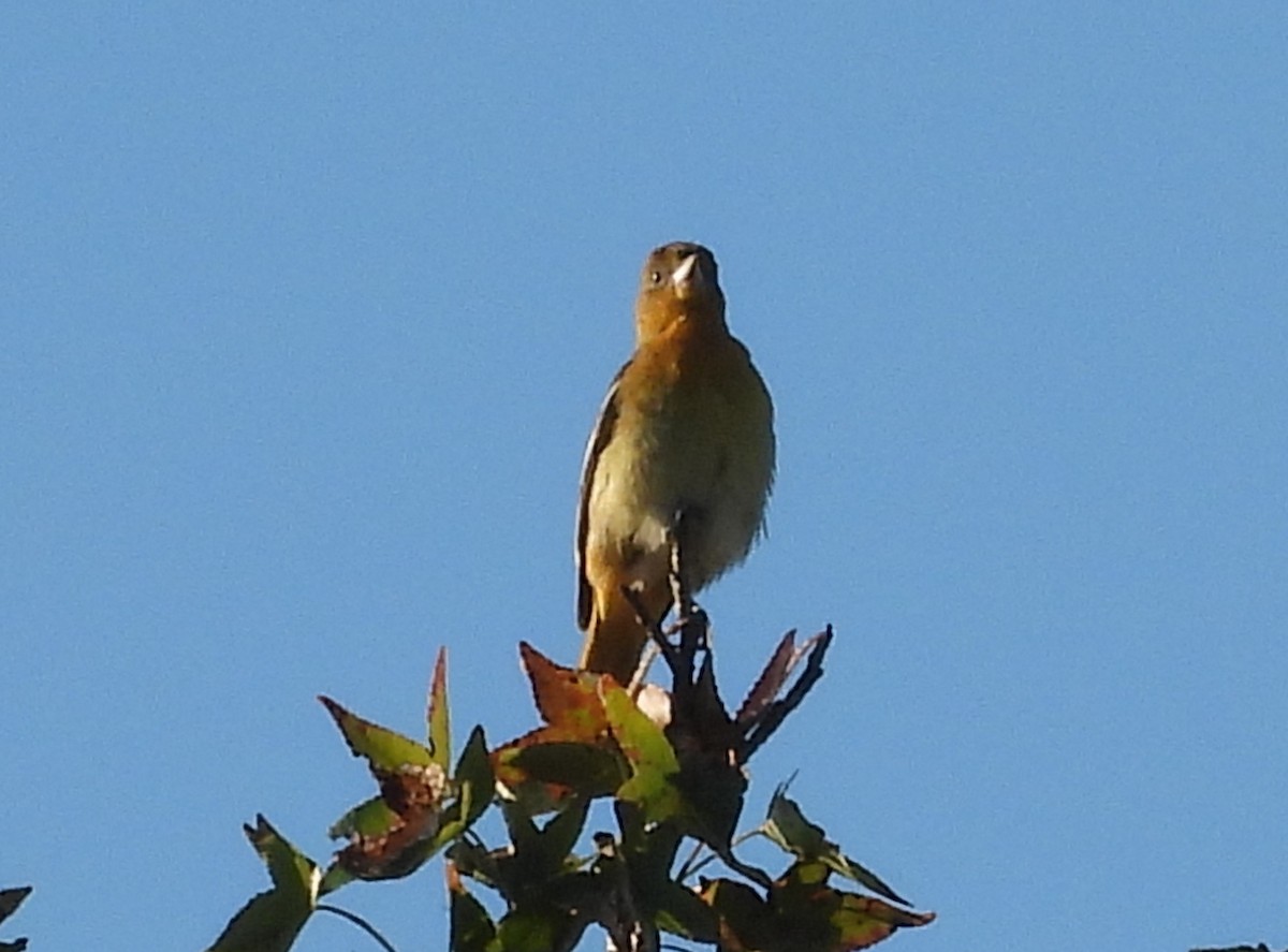 Baltimore Oriole - ML623287805