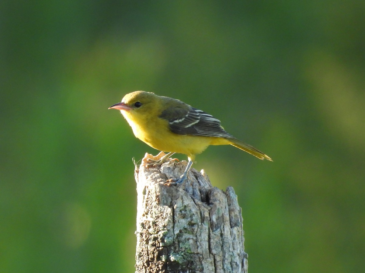 Orchard Oriole - ML623287821