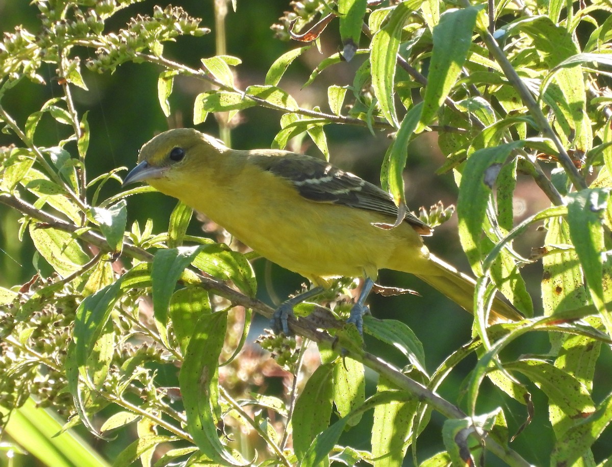 Orchard Oriole - ML623287822