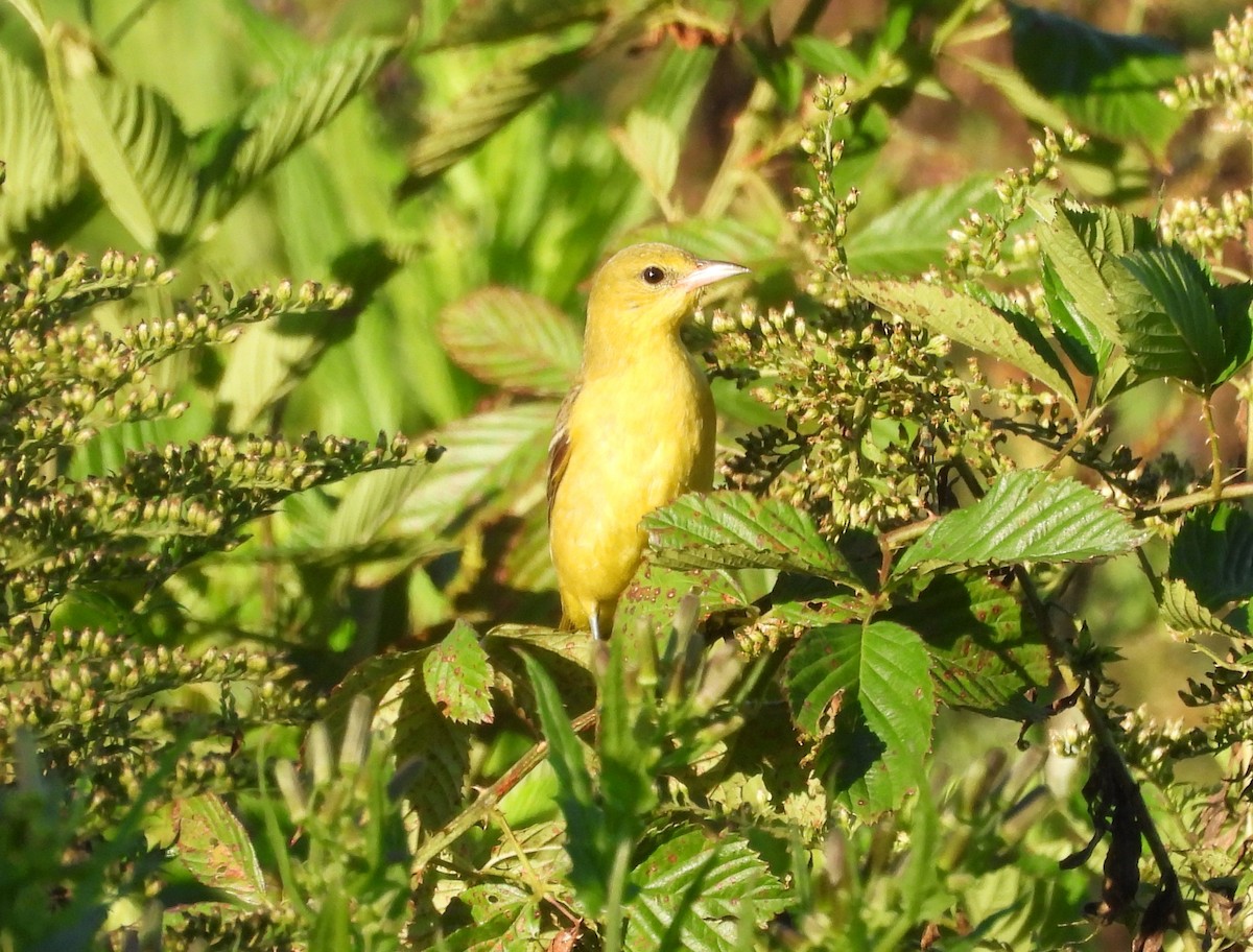 Orchard Oriole - ML623287823