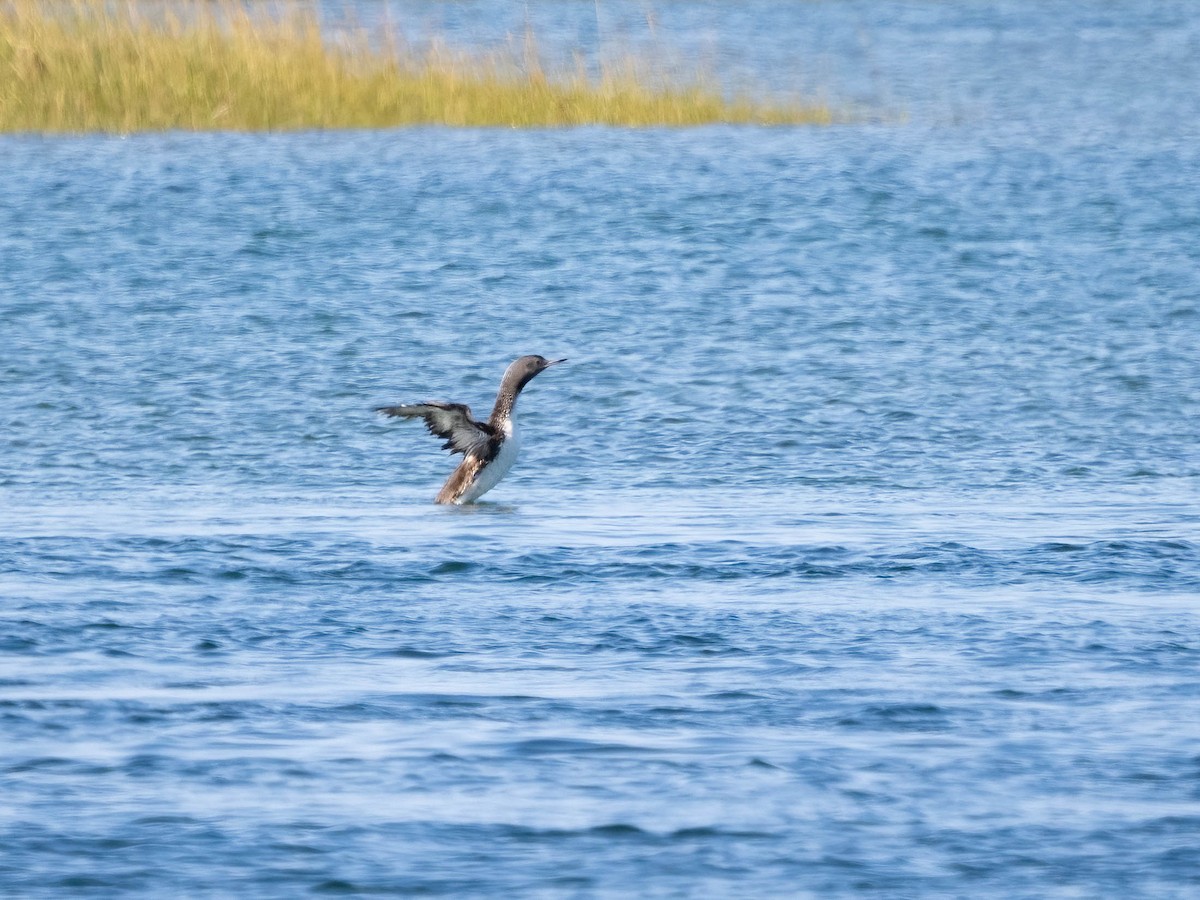 Red-throated Loon - ML623287827