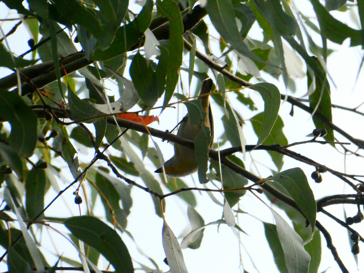 Striated Pardalote - ML623287841