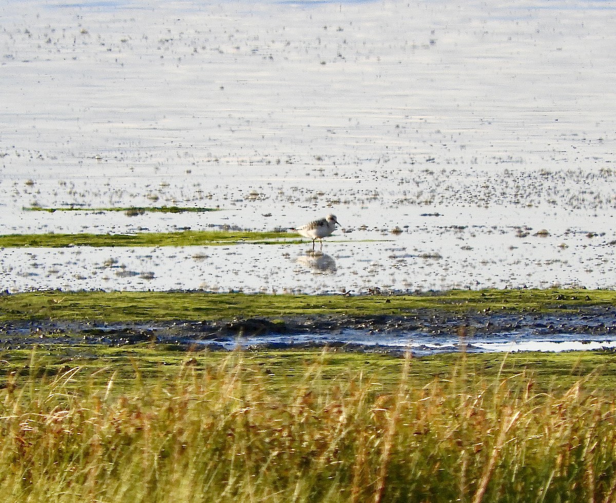 Sanderling - ML623287851