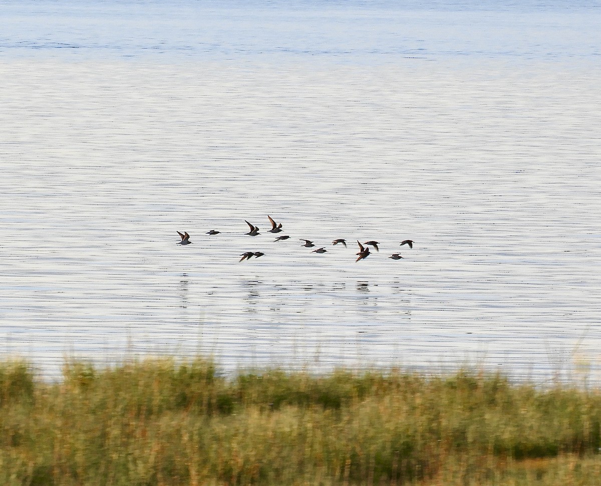 Pectoral Sandpiper - Dan Bilderback