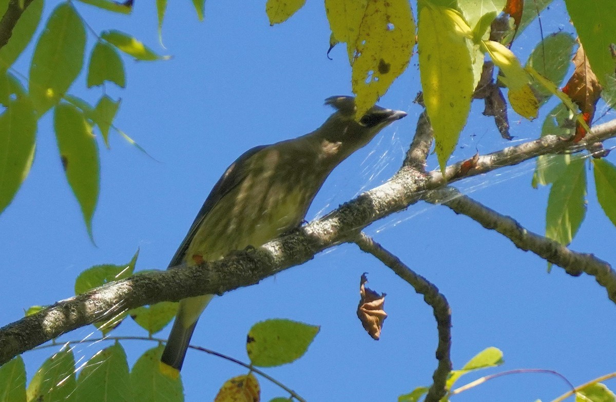 Cedar Waxwing - ML623287964