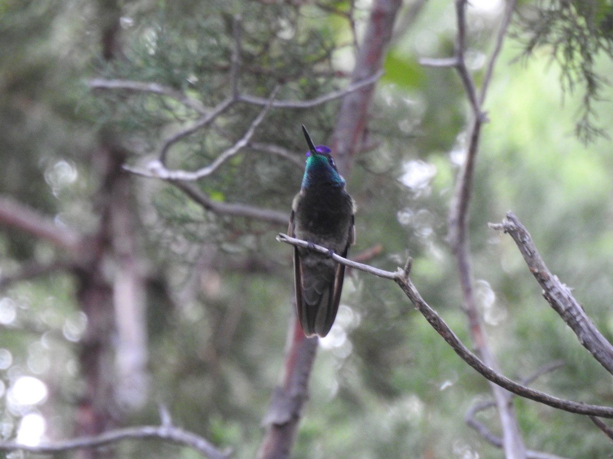 Rivoli's Hummingbird - ML623287971