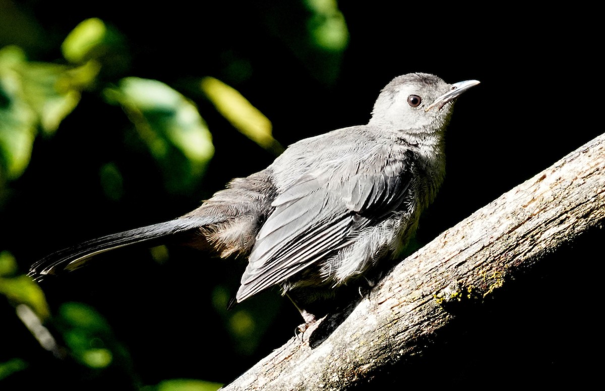 Gray Catbird - ML623288021