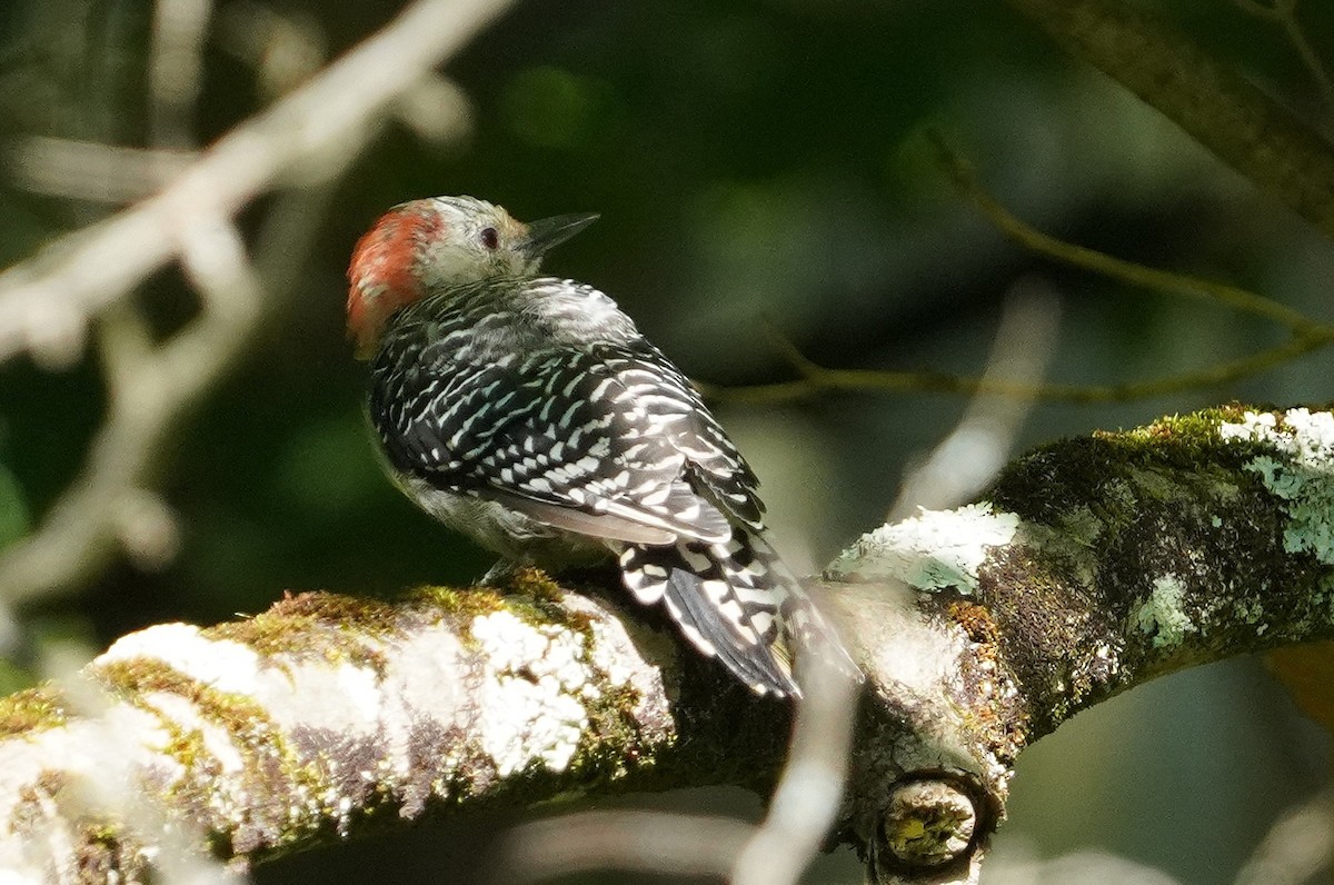 Red-bellied Woodpecker - ML623288137