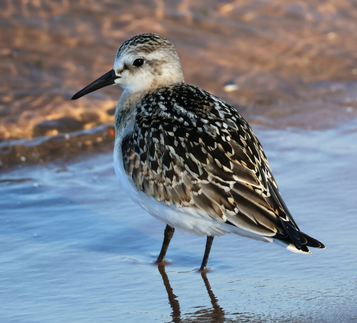 Sanderling - ML623288176