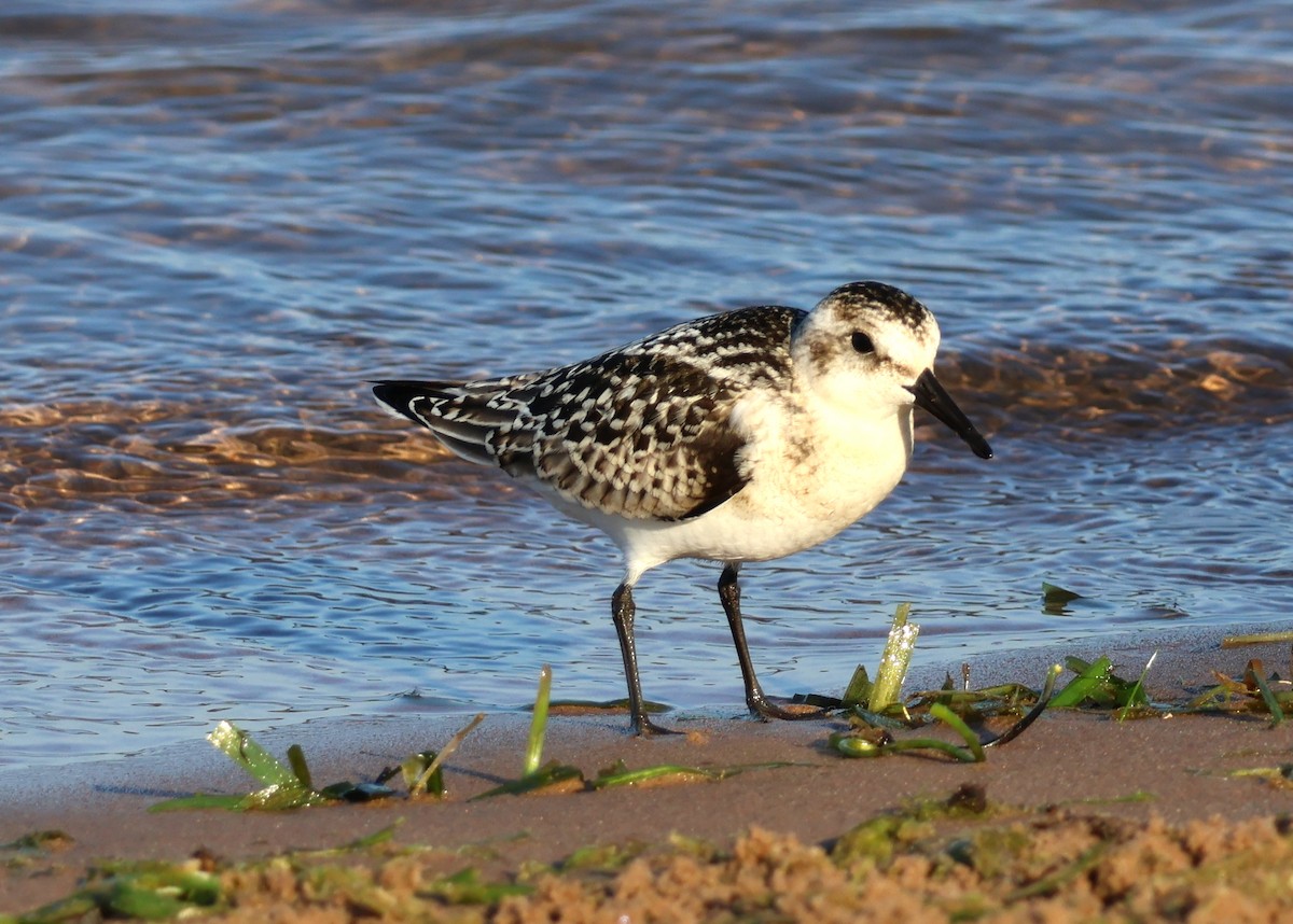 Sanderling - ML623288177