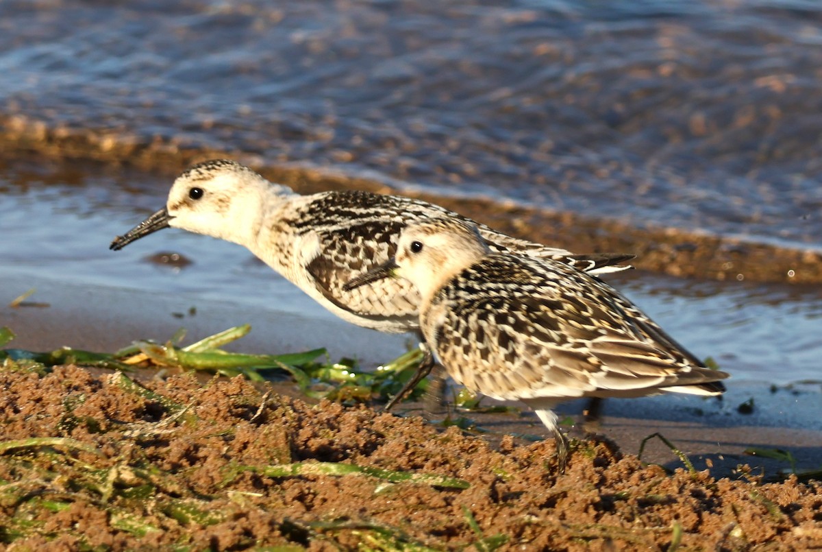 Sanderling - Daniel Emlin