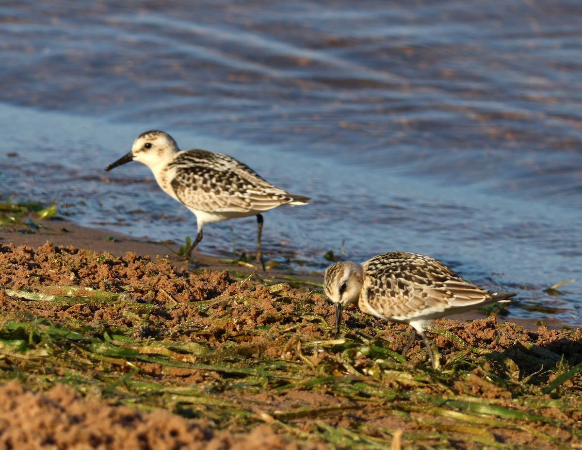 Sanderling - ML623288185