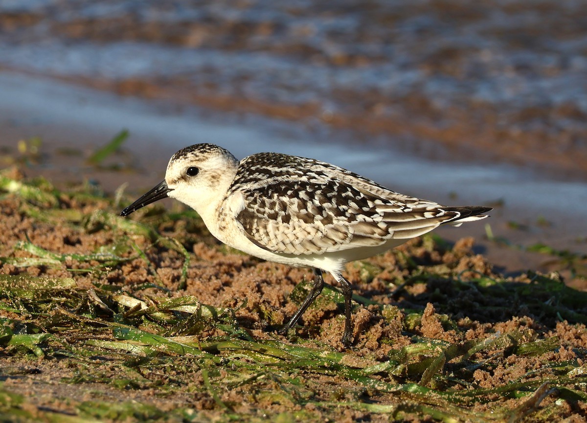 Sanderling - ML623288186