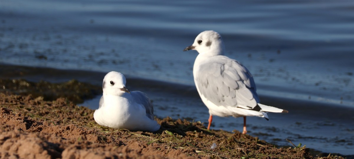 Bonaparte's Gull - Daniel Emlin