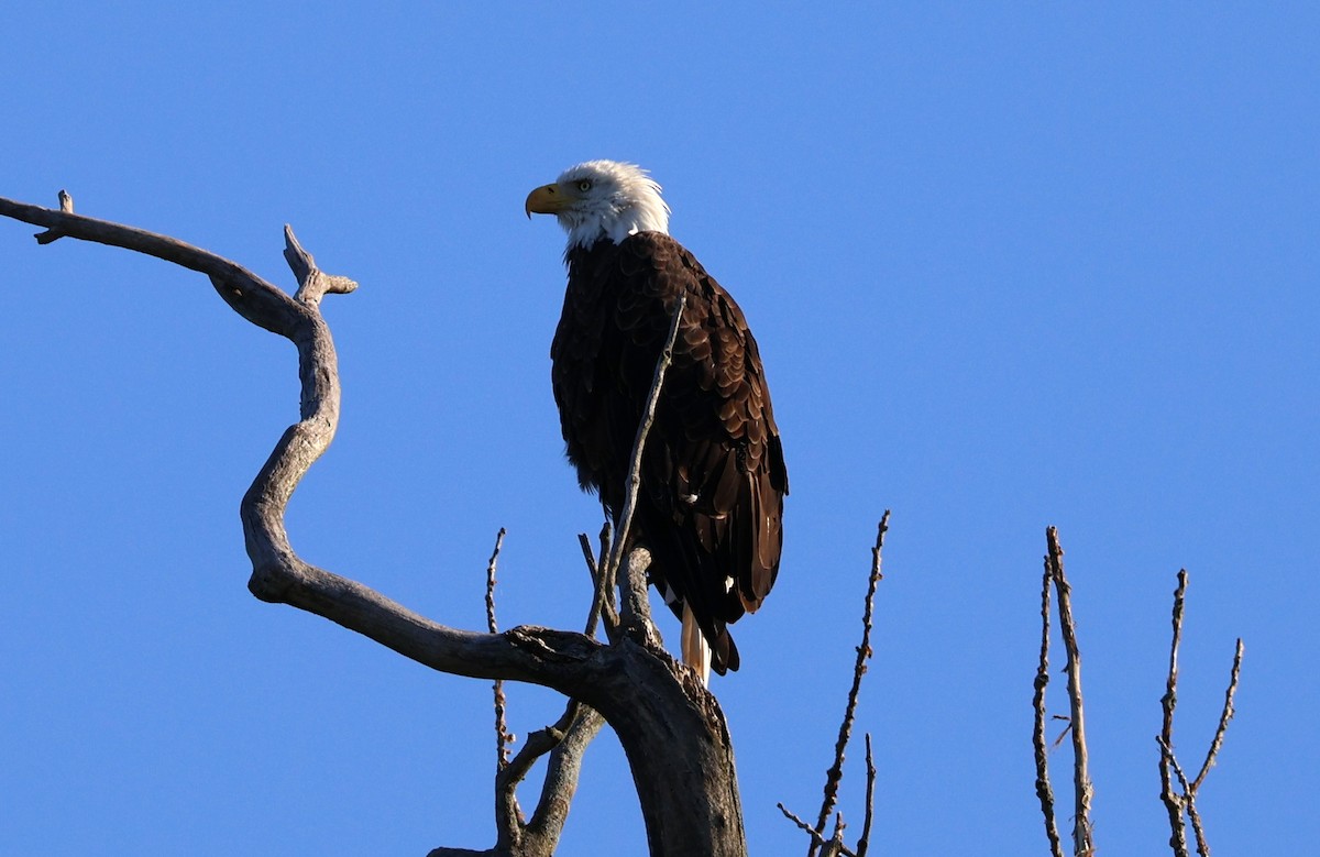 Weißkopf-Seeadler - ML623288212