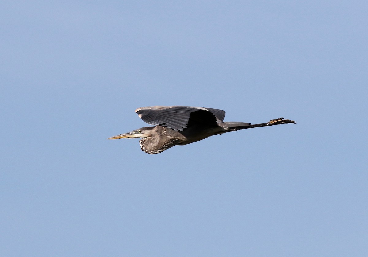 Great Blue Heron - ML623288265