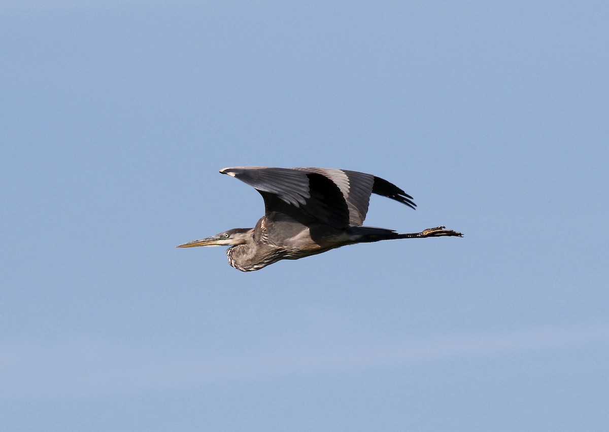 Great Blue Heron - ML623288266