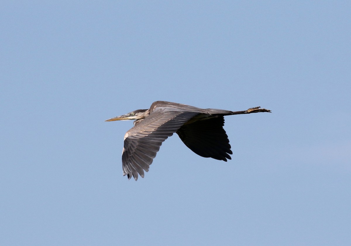 Great Blue Heron - ML623288267