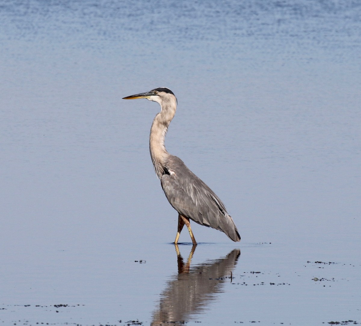 Great Blue Heron - ML623288269