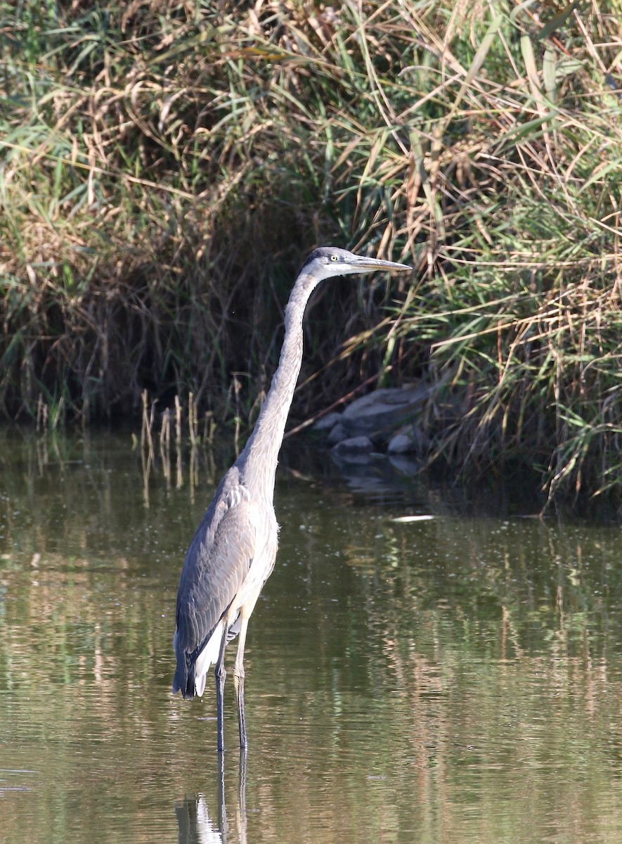 Great Blue Heron - ML623288270