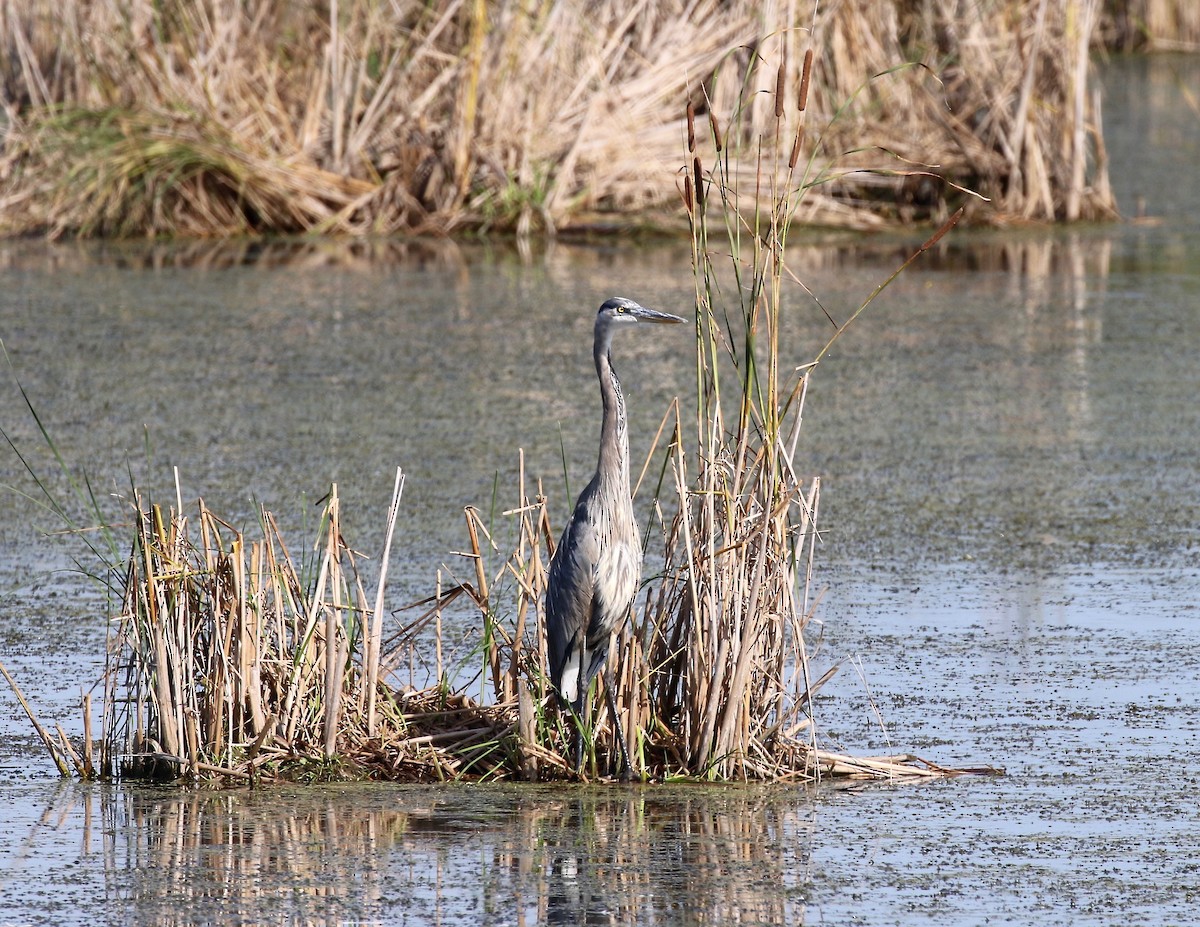 Great Blue Heron - ML623288271