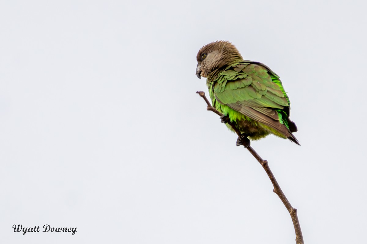 Brown-headed Parrot - Wyatt Downey