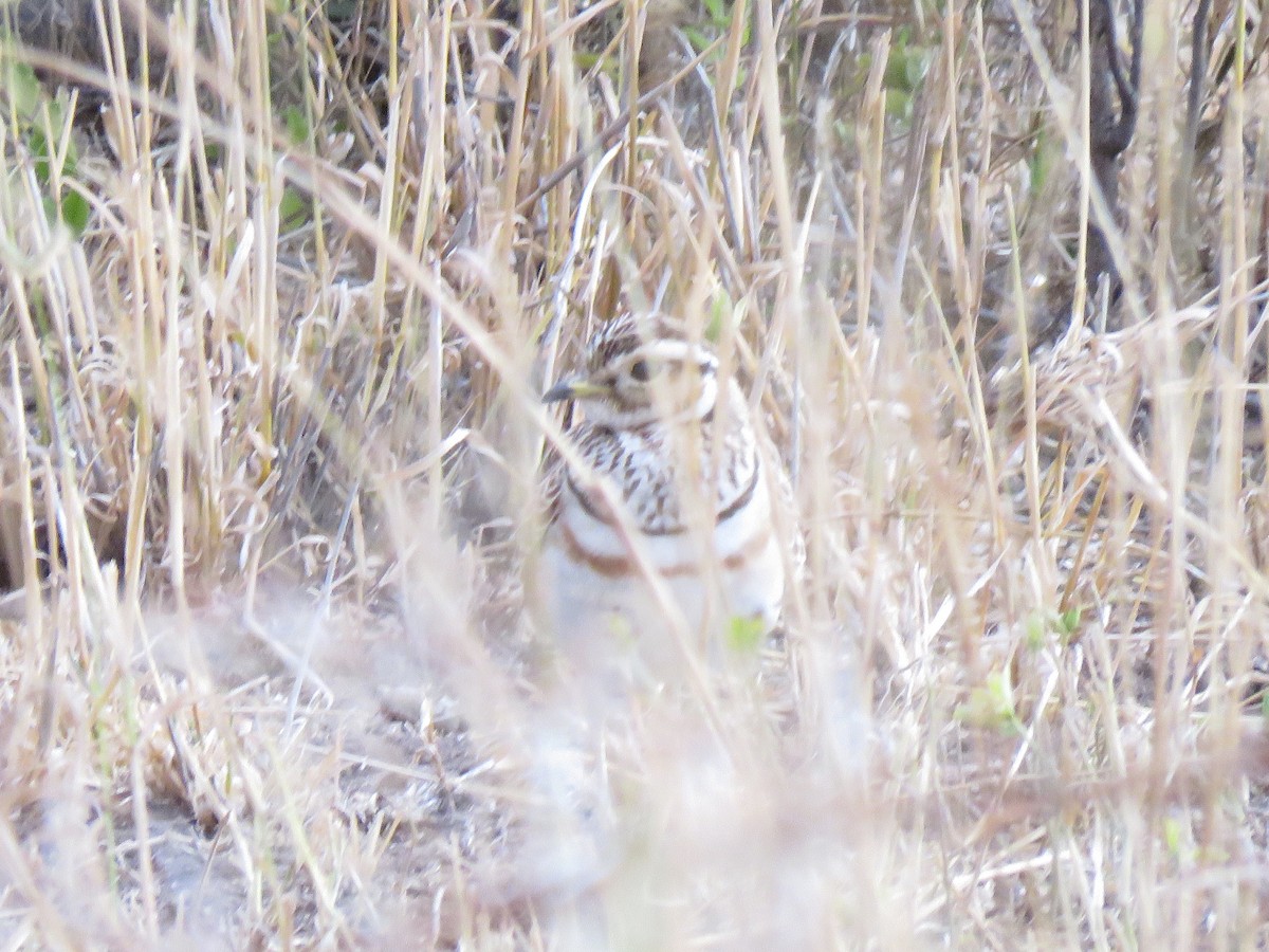 Three-banded Courser - ML623288340