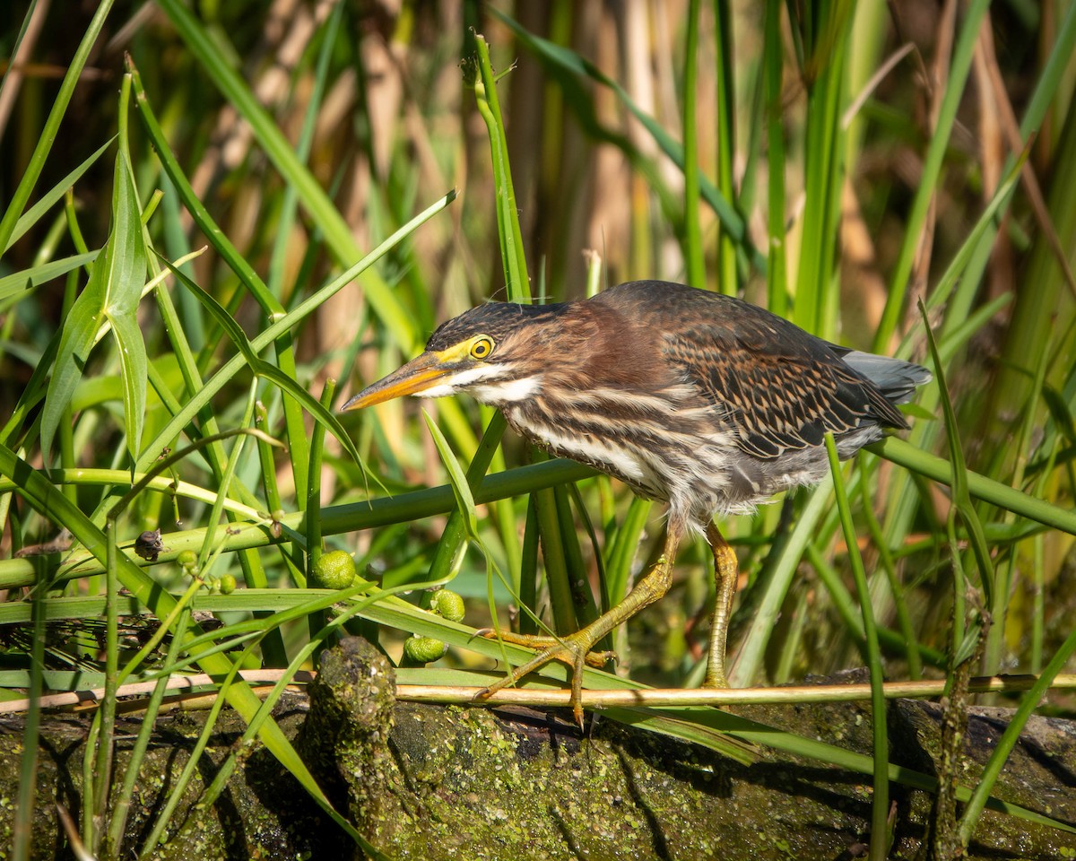 Green Heron - ML623288411