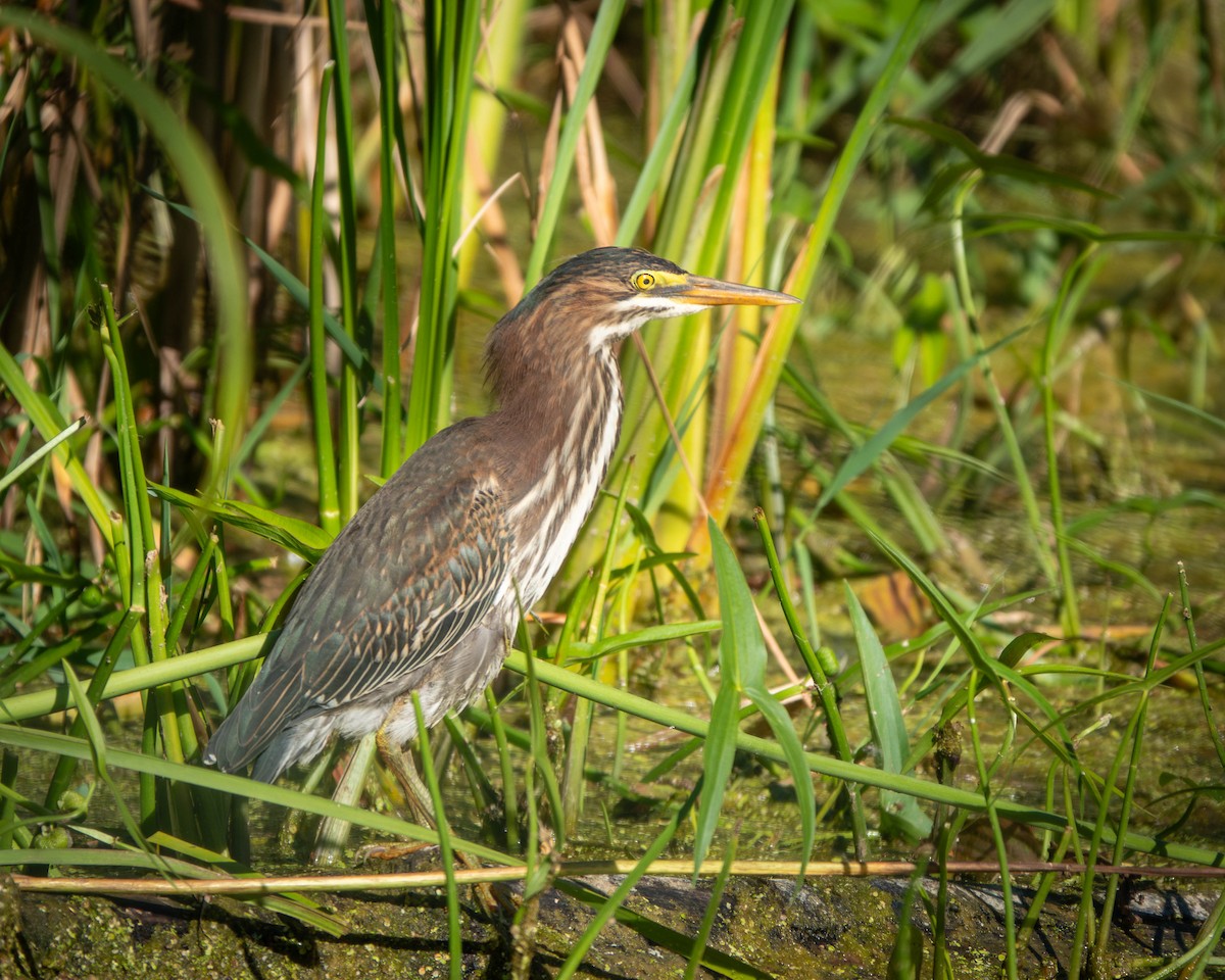 Green Heron - ML623288412